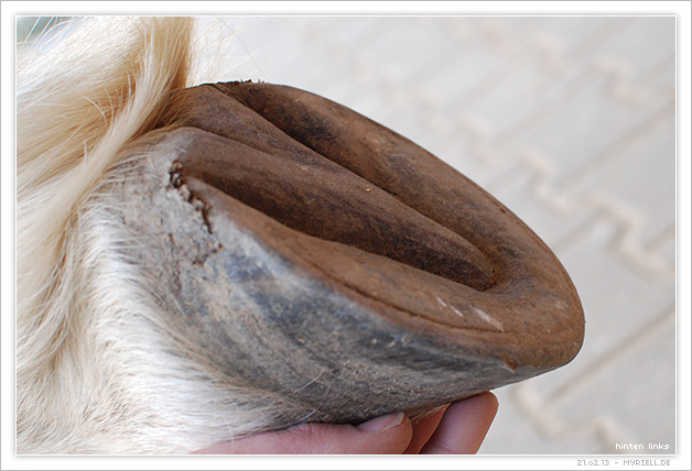 Haflingerstute Seite 10 IG Hufe im Fokus